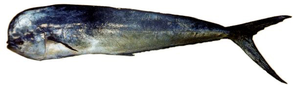 Coryphaena hippurus_03